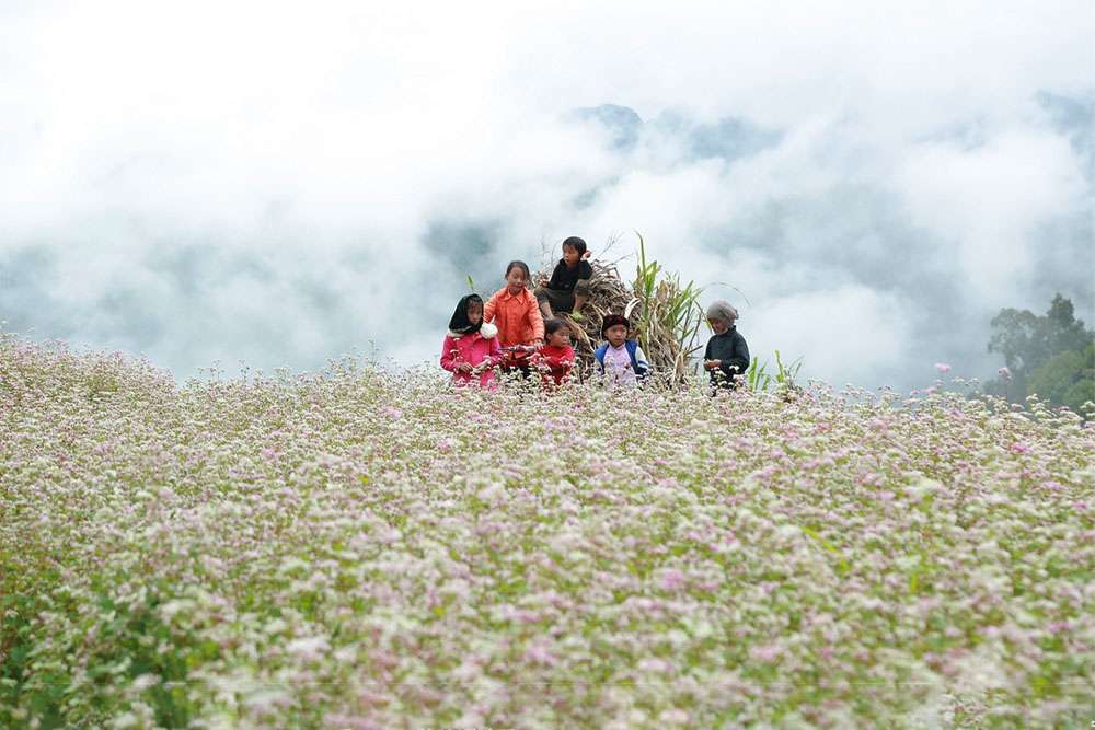 Enfants marchant dans les champs de fleurs à Ha Giang
